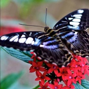 Meet your Posher, Gina